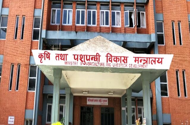 चैते धानको न्यूनतम समर्थन मूल्य प्रभावकारी कार्यान्वयन गर्न कृषि मन्त्रालयको निर्देशन