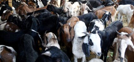 खाद्यमार्फत खसीबोका र च्याङ्ग्रा बिक्री खुला, कति छ मूल्य ?