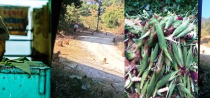 ग्रामिण भेगको कृषि उत्पादनमा बाँदर आतंक मुख्य समस्या, किसानलाई राहत दिन सरकारी अग्रसरता आवश्यक