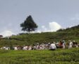 भारततर्फ निर्यात रोकिँदा नेपाली चिया उद्योगहरु संकटमा, कुटनीतिक पहल गर्न उद्योगीको आग्रह