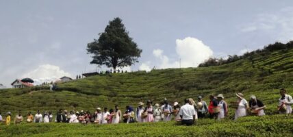१ सयभन्दा बढी चिया उद्योग खुले