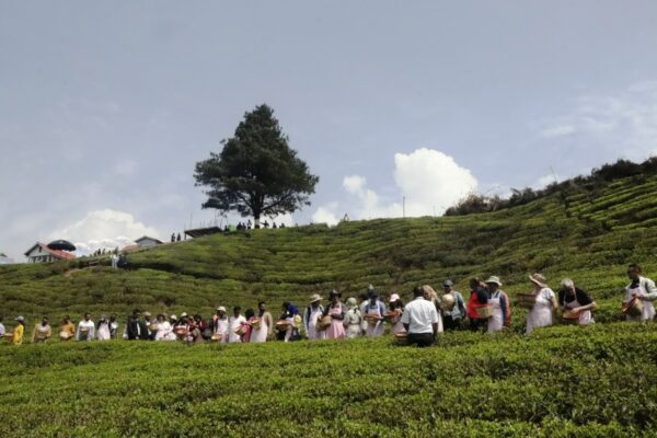 भारततर्फ निर्यात रोकिँदा नेपाली चिया उद्योगहरु संकटमा, कुटनीतिक पहल गर्न उद्योगीको आग्रह
