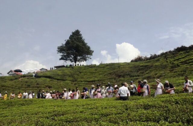 भारततर्फ निर्यात रोकिँदा नेपाली चिया उद्योगहरु संकटमा, कुटनीतिक पहल गर्न उद्योगीको आग्रह