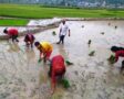 देशभर ५० प्रतिशत धान रोपाइँ सम्पन्न