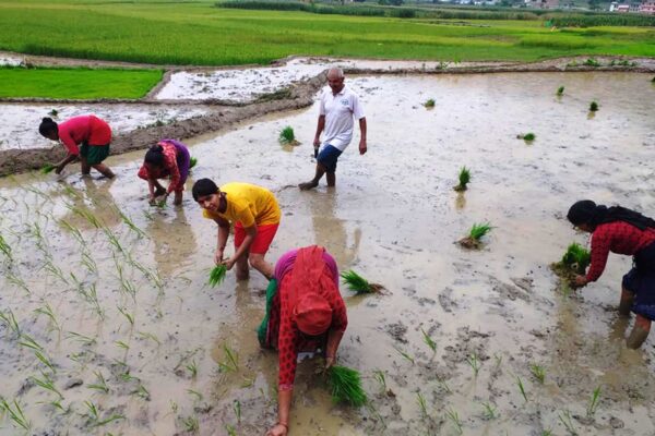 देशभर ५० प्रतिशत धान रोपाइँ सम्पन्न