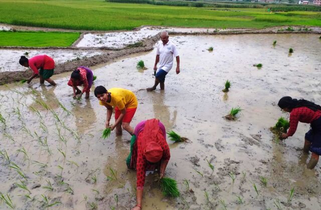 देशभर ५० प्रतिशत धान रोपाइँ सम्पन्न