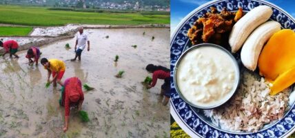 कृषि कर्मको उत्सव मानो रोपेर मुरी फलाउने पर्व असार १५ सँगै नेपाली संस्कृतिसँग जोडिएको पर्व दही चिउरा खाएर मनाइँदै