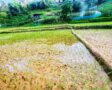 नेपालमा धानबालीकाे अवस्था !