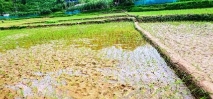 ९१ प्रतिशतभन्दा बढी क्षेत्रफलमा धान रोपाई सम्पन्न