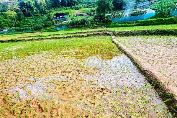 नेपालमा धानबालीकाे अवस्था !