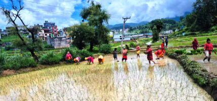 देशभर ९४ प्रतिशत भूभागमा भयो रोपाई, मधेशमा पोहोरभन्दा दश प्रतिशत कम रोपाई