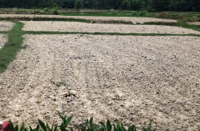 सुख्खा खडेरीका कारण तराईका किसानहरु चिन्तित, धान उत्पादन नै घट्नसक्ने चिन्ता
