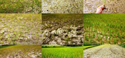 Parched Fields and Empty Plates: Drought Threatens Livelihoods in Western Terai