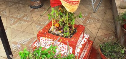 आज हरिबोधनी एकादशीः घर–घरमा रोपिएको तुलसीलाई दामोदरसँग विवाह गरेर मनाइँदै