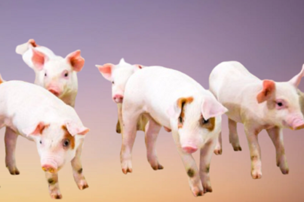 नेपालमा स्वाइन फिभरको प्रभाव