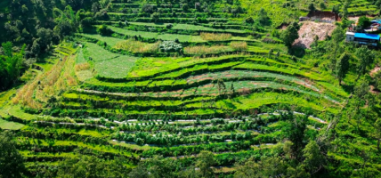 पोखरामा तरबुजा खेतीबाट कृषकले लिए साढे २ करोड
