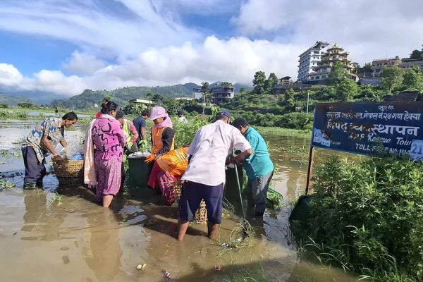 जलारी दिदीबहिनी समूह पोखराले गर्यो फेवाताल सफाइ
